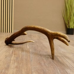 Rothirsch Stange 10 ender Gewicht 0,85 kg Länge 64 cm Hirsch Abwurfstange 71.1.190