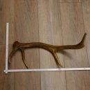 Rothirsch Stange 8 ender Gewicht 0,86 kg Länge 53 cm Hirsch 71.1.191
