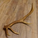 Rothirsch Stange 8 ender Gewicht 0,86 kg Länge 53 cm Hirsch 71.1.191