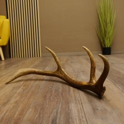 Rothirsch Stange 8 ender Gewicht 0,86 kg Länge 53 cm Hirsch 71.1.191