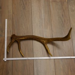 Rothirsch Stange 8 ender Gewicht 0,86 kg Länge 53 cm Hirsch 71.1.191