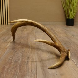 Rothirsch Stange 8 ender Gewicht 0,86 kg Länge 53 cm Hirsch 71.1.191