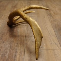 Rothirsch Stange 8 ender Gewicht 0,86 kg Länge 53 cm Hirsch 71.1.191