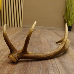 Rothirsch Stange 8 ender Gewicht 0,86 kg Länge 53 cm Hirsch 71.1.191