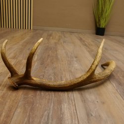 Rothirsch Stange 8 ender Gewicht 0,86 kg Länge 53 cm Hirsch 71.1.191