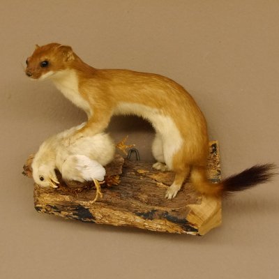 Hermelin mit Küken Wiesel Sommer Fell Präparat Höhe 20 cm Tierpräparat taxidermy 89.2.87