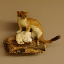 Hermelin mit Küken Wiesel Sommer Fell Präparat Höhe 20 cm Tierpräparat taxidermy 89.2.87