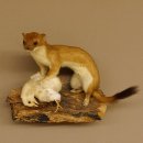 Hermelin mit Küken Wiesel Sommer Fell Präparat Höhe 20 cm Tierpräparat taxidermy 89.2.87