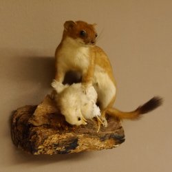 Hermelin mit Küken Wiesel Sommer Fell Präparat Höhe 20 cm Tierpräparat taxidermy 89.2.87