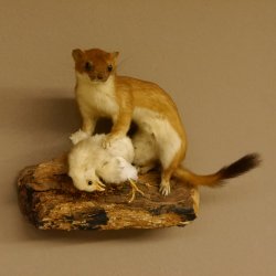Hermelin mit Küken Wiesel Sommer Fell Präparat Höhe 20 cm Tierpräparat taxidermy 89.2.87