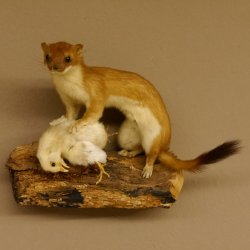 Hermelin mit Küken Wiesel Sommer Fell Präparat Höhe 20 cm Tierpräparat taxidermy 89.2.87