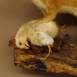 Hermelin mit Küken Wiesel Sommer Fell Präparat Höhe 20 cm Tierpräparat taxidermy 89.2.87