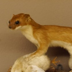 Hermelin mit Küken Wiesel Sommer Fell Präparat Höhe 20 cm Tierpräparat taxidermy 89.2.87