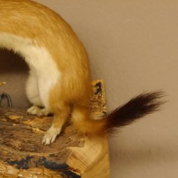 Hermelin mit Küken Wiesel Sommer Fell Präparat Höhe 20 cm Tierpräparat taxidermy 89.2.87