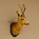 Rehbock Kopf Schulter Präparat Höhe 62 cm Geweih Bock Reh Kopfpräparat Schild 85.11.103