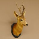 Rehbock Kopf Schulter Präparat Höhe 62 cm Geweih Bock Reh Kopfpräparat Schild 85.11.103