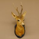 Rehbock Kopf Schulter Präparat Höhe 62 cm Geweih Bock Reh Kopfpräparat Schild 85.11.103