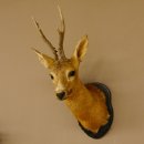 Rehbock Kopf Schulter Präparat Höhe 62 cm Geweih Bock Reh Kopfpräparat Schild 85.11.103