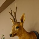 Rehbock Kopf Schulter Präparat Höhe 62 cm Geweih Bock Reh Kopfpräparat Schild 85.11.103