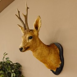 Rehbock Kopf Schulter Präparat Höhe 62 cm Geweih Bock Reh Kopfpräparat Schild 85.11.103