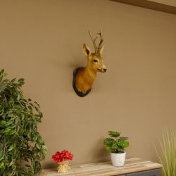 Rehbock Kopf Schulter Präparat Höhe 62 cm Geweih Bock Reh Kopfpräparat Schild 85.11.103