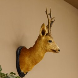 Rehbock Kopf Schulter Präparat Höhe 62 cm Geweih Bock Reh Kopfpräparat Schild 85.11.103