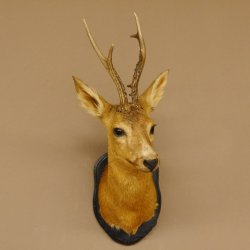 Rehbock Kopf Schulter Präparat Höhe 62 cm Geweih Bock Reh Kopfpräparat Schild 85.11.103