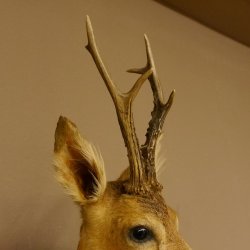 Rehbock Kopf Schulter Präparat Höhe 62 cm Geweih Bock Reh Kopfpräparat Schild 85.11.103