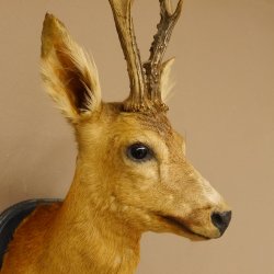 Rehbock Kopf Schulter Präparat Höhe 62 cm Geweih Bock Reh Kopfpräparat Schild 85.11.103