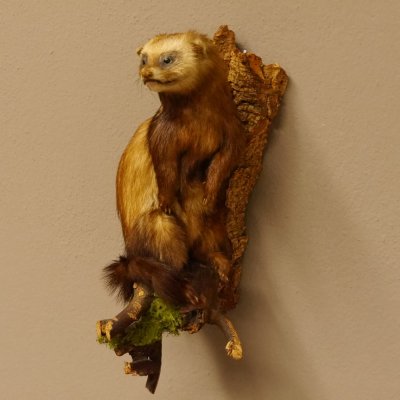large polecat preparation height 12.99 inch prepared on branch taxidermy decoration #89.4.42