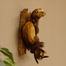 large polecat preparation height 12.99 inch prepared on...