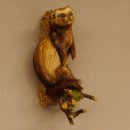 large polecat preparation height 12.99 inch prepared on branch taxidermy decoration #89.4.42