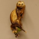 large polecat preparation height 12.99 inch prepared on branch taxidermy decoration #89.4.42