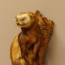 large polecat preparation height 12.99 inch prepared on branch taxidermy decoration #89.4.42