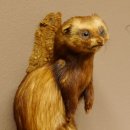 large polecat preparation height 12.99 inch prepared on branch taxidermy decoration #89.4.42