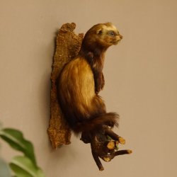 large polecat preparation height 12.99 inch prepared on branch taxidermy decoration #89.4.42