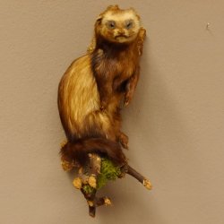 large polecat preparation height 12.99 inch prepared on branch taxidermy decoration #89.4.42