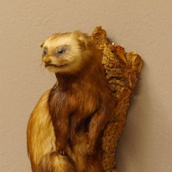large polecat preparation height 12.99 inch prepared on branch taxidermy decoration #89.4.42