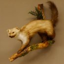 Steinmarder Marder auf Ast Präparat Deko...