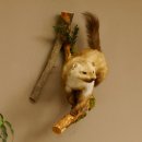 Steinmarder Marder auf Ast Präparat Deko...