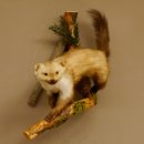 Steinmarder Marder auf Ast Präparat Deko Tierpräparat 89.5.228