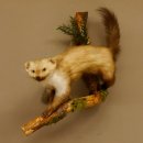 Steinmarder Marder auf Ast Präparat Deko Tierpräparat 89.5.228
