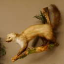 Steinmarder Marder auf Ast Präparat Deko Tierpräparat 89.5.228