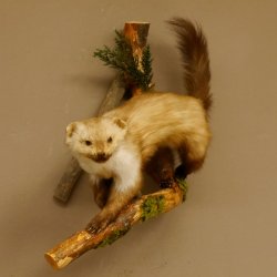 Steinmarder Marder auf Ast Präparat Deko Tierpräparat 89.5.228