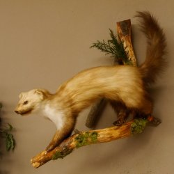 Steinmarder Marder auf Ast Präparat Deko Tierpräparat 89.5.228