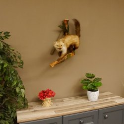 Steinmarder Marder auf Ast Präparat Deko Tierpräparat 89.5.228