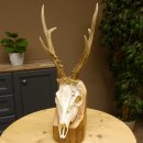 Rehgeweih aktuelles Gewicht 404 g Bock Reh Geweih Gehörn