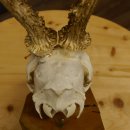 Rehgeweih aktuelles Gewicht 404 g Bock Reh Geweih Gehörn