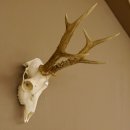 Rehgeweih aktuelles Gewicht 404 g Bock Reh Geweih Gehörn