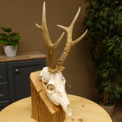 Rehgeweih aktuelles Gewicht 404 g Bock Reh Geweih Gehörn